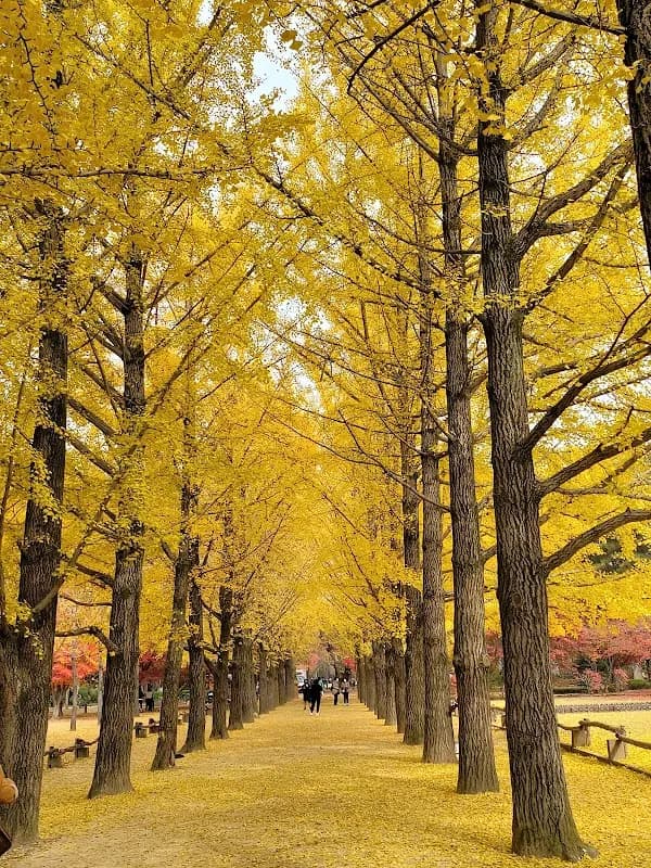 Nami Island (Namiseom)