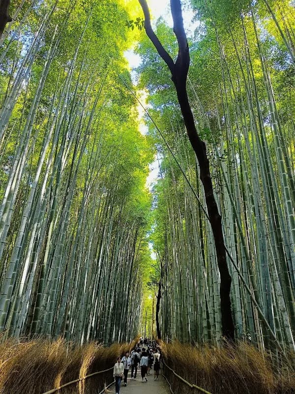 Arashiyama Bamboo Forest 1