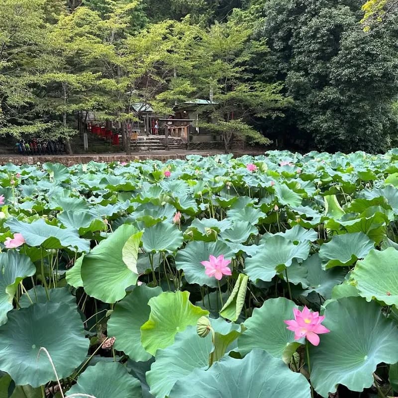 Arashiyama Bamboo Forest 4