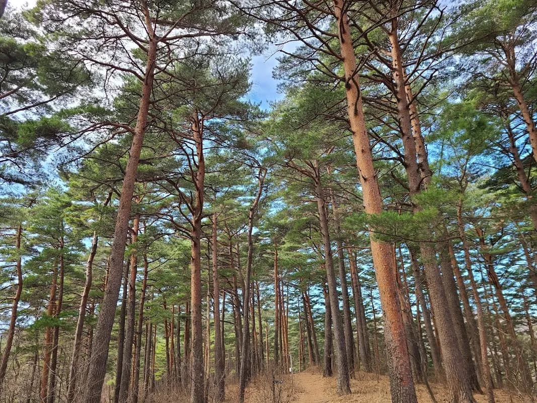 Daegwallyeong Natural Recreation Forest 2