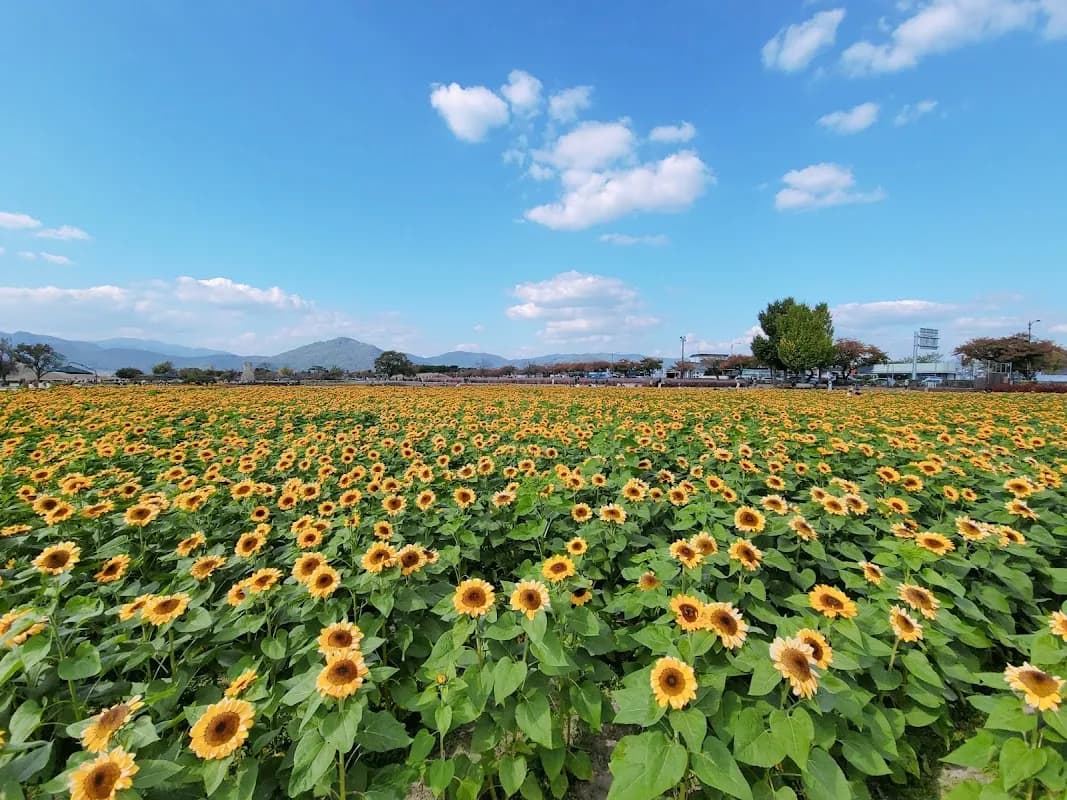 Cheomseongdae Observatory 5