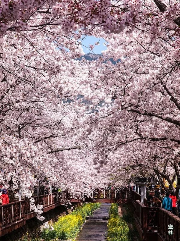 Jinhae Gunhangje Cherry Blossom Festival