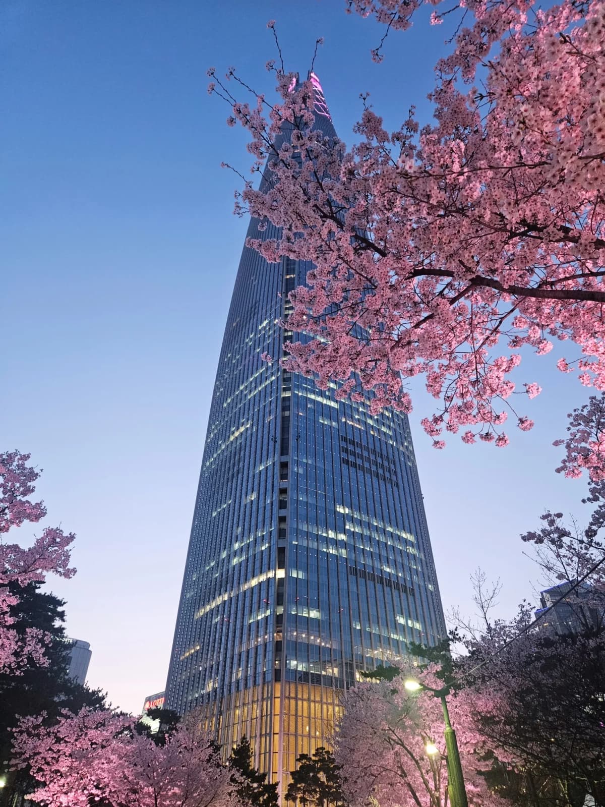 Korea Cherry Blossom Trail: Seoul→Gyeongju→Jinhae 5D