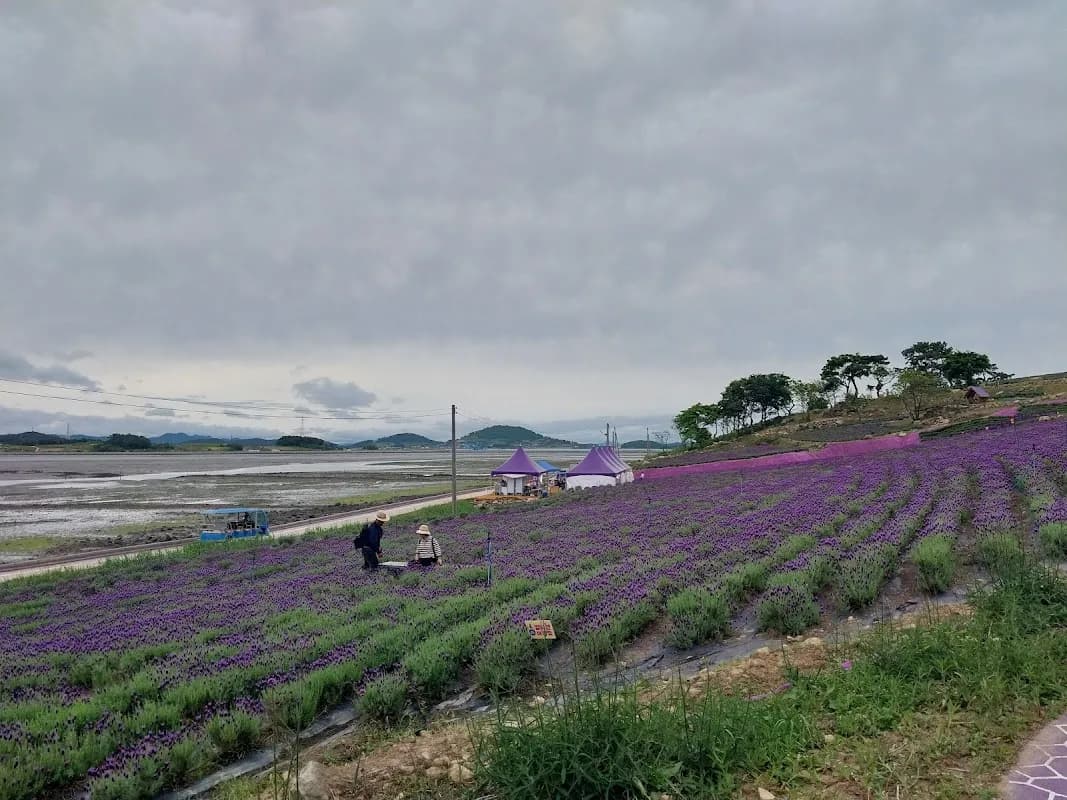 Purple Island (Banwol & Bakji) 5